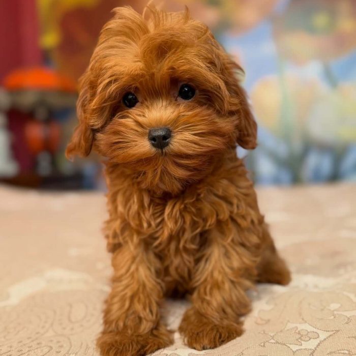 Benji (6)(1)