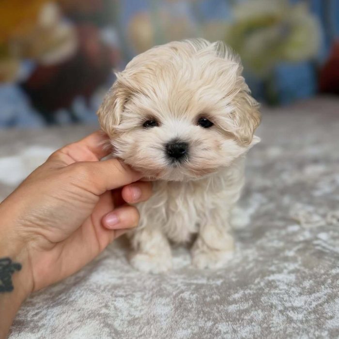 Nala (11)(1)