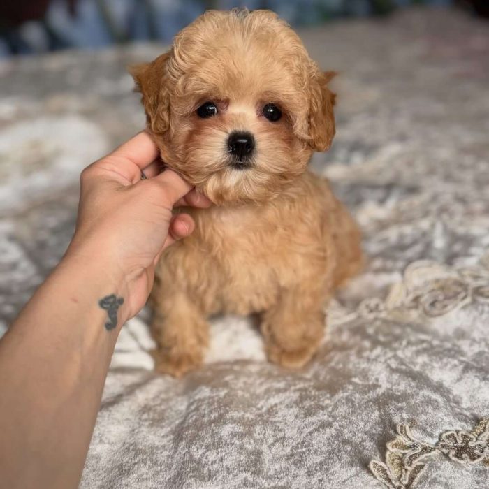 Peanut (2)(1)